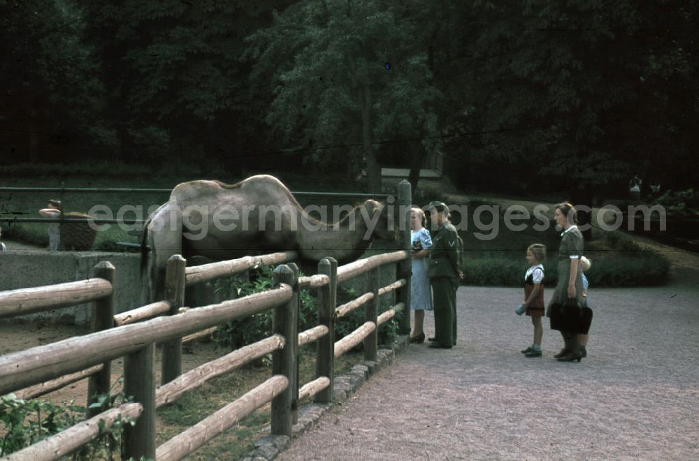 GDR photo archive: Halle an der Saale - Besucher stehen vor dem Kamel-Gehege. Visitors stand in front of the camel enclosure.