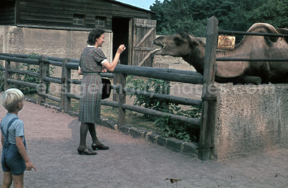 GDR picture archive: Halle an der Saale - Besucher stehen vor dem Kamel-Gehege. Eine Frau füttert ein Kamel. Visitors stand in front of the camel enclosure. A woman feeds a camel.