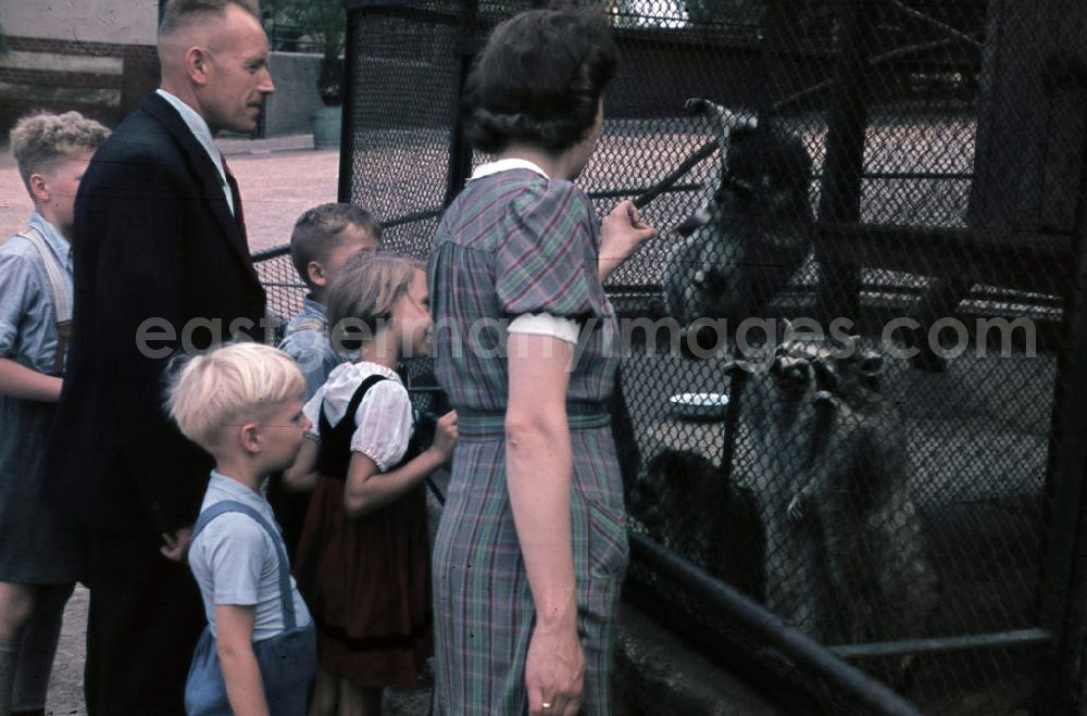 Halle an der Saale: Besucher stehen vor dem Gehege der Waschbären. Visitors stand in front of the Raccoon enclosure.