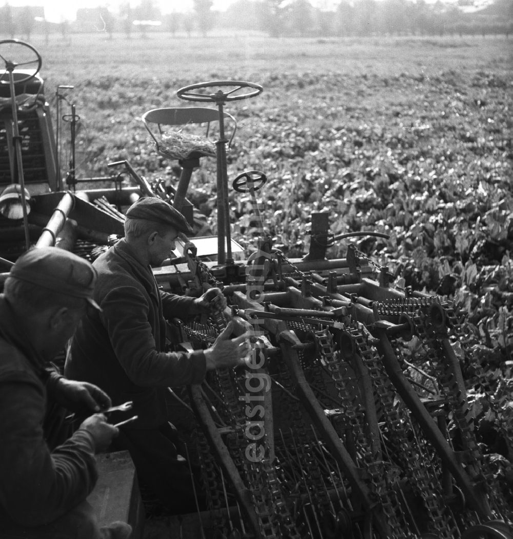 Trinwillershagen: Harvest workers sugar beet harvest of the German Agricultural Production Cooperative LPG Rotes Banner in Trinwillershagen in Mecklenburg-Western Pomerania