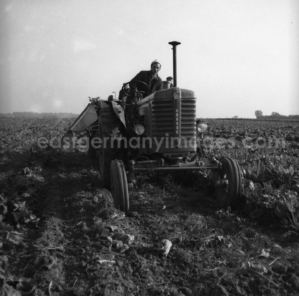 GDR picture archive: Trinwillershagen - Harvest workers sugar beet harvest of the German Agricultural Production Cooperative LPG Rotes Banner in Trinwillershagen in Mecklenburg-Western Pomerania