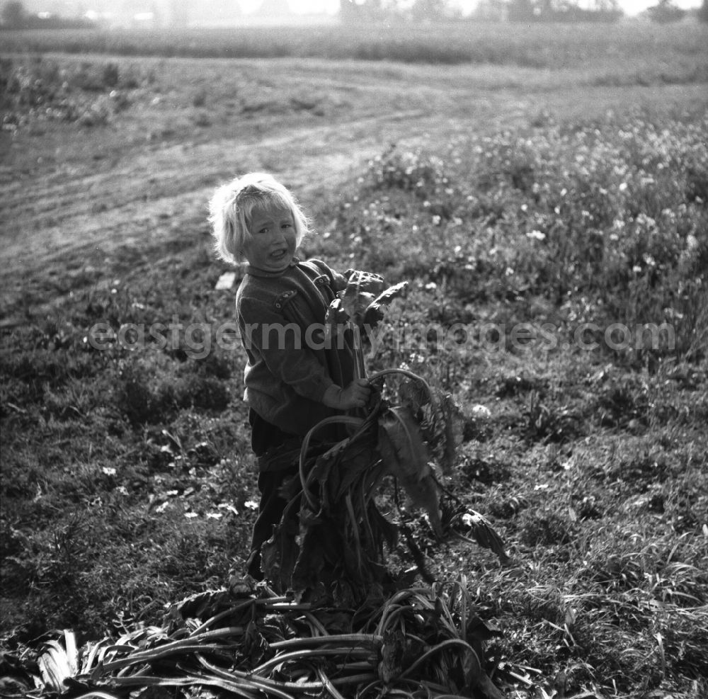 Trinwillershagen: Children on the field during the sugar beet harvest of the German Agricultural Production Cooperative LPG Rotes Banner in Trinwillershagen in Mecklenburg-Western Pomerania