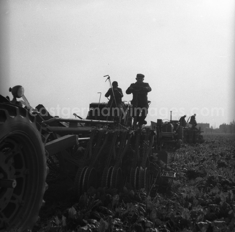 GDR image archive: Trinwillershagen - Harvest workers sugar beet harvest of the German Agricultural Production Cooperative LPG Rotes Banner in Trinwillershagen in Mecklenburg-Western Pomerania