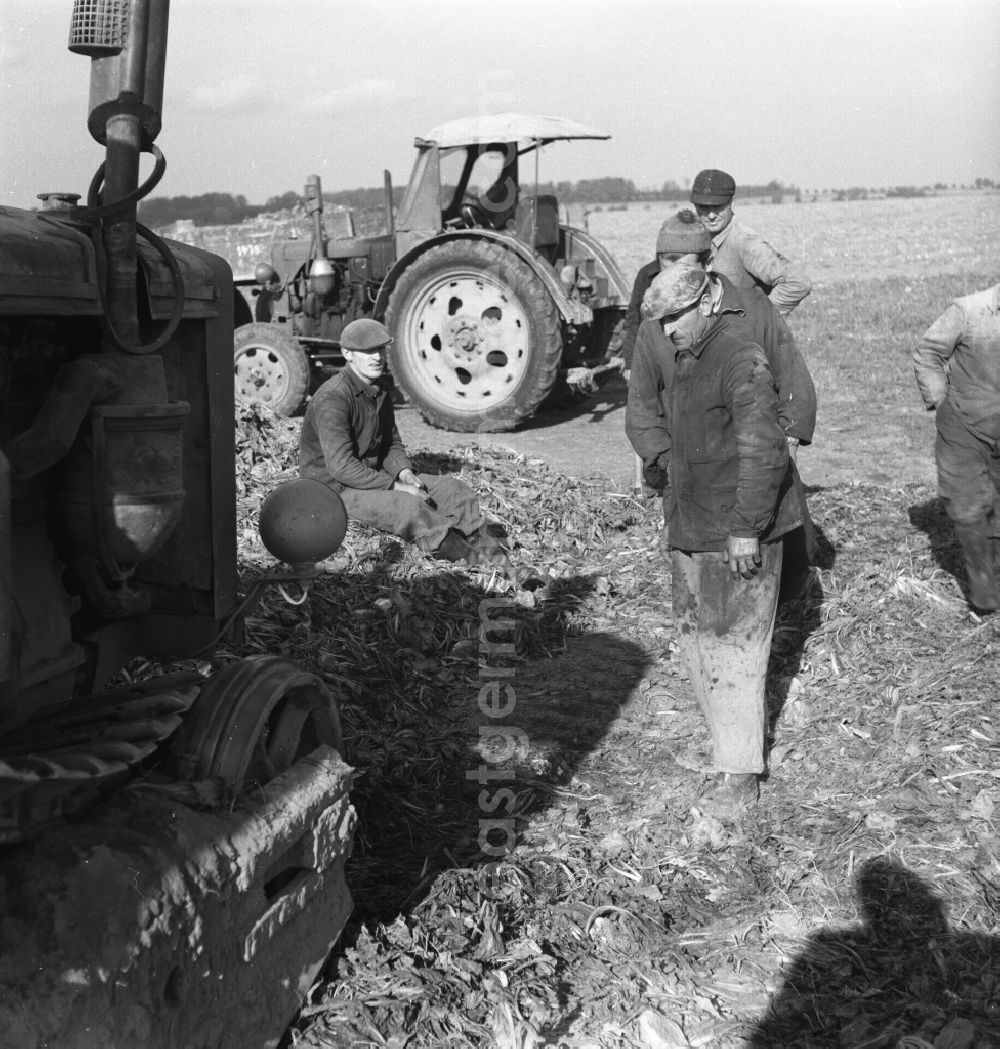 GDR picture archive: Trinwillershagen - Harvest workers sugar beet harvest of the German Agricultural Production Cooperative LPG Rotes Banner in Trinwillershagen in Mecklenburg-Western Pomerania