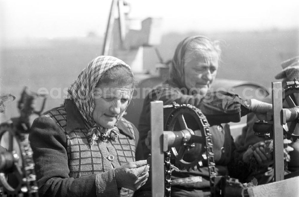 GDR photo archive: Markkleeberg - Ein Bauer bei der Ausaat mit einer Maschine. Im Hintergrund eine Bäuerin. Bestmögliche Qualität nach Vorlage!