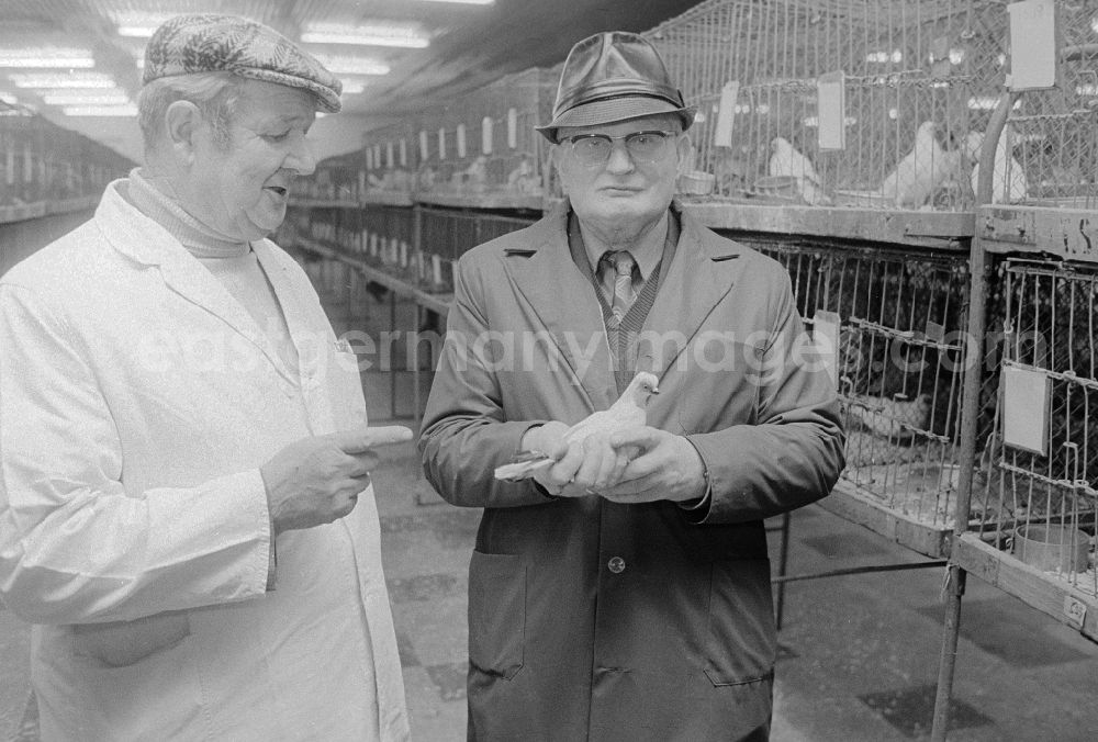 GDR image archive: Berlin - Two pigeon breeders exchange themselves during a Taubenaustellung, in Berlin, the former capital of the GDR, German democratic republic