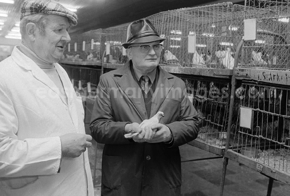 GDR photo archive: Berlin - Two pigeon breeders exchange themselves during a Taubenaustellung, in Berlin, the former capital of the GDR, German democratic republic