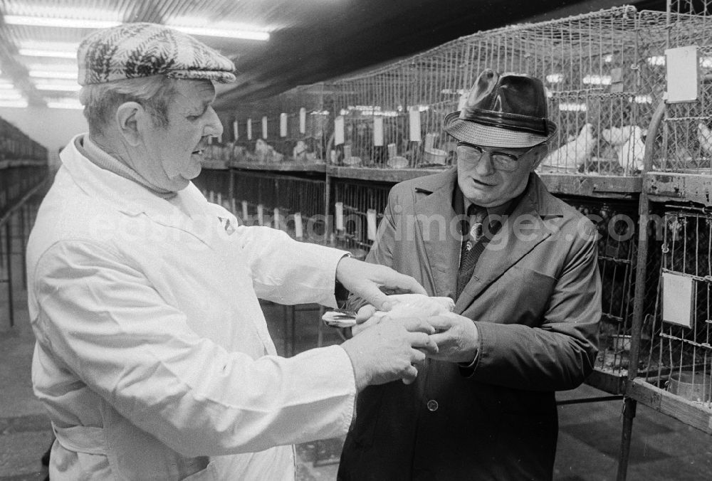 GDR picture archive: Berlin - Two pigeon breeders exchange themselves during a Taubenaustellung, in Berlin, the former capital of the GDR, German democratic republic