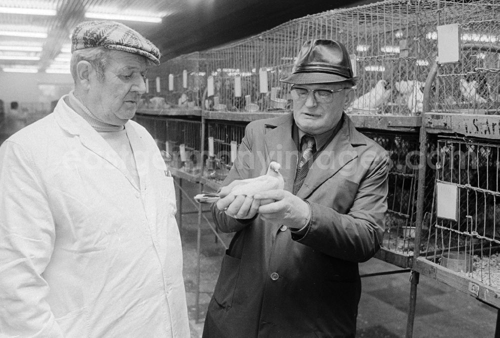 Berlin: Two pigeon breeders exchange themselves during a Taubenaustellung, in Berlin, the former capital of the GDR, German democratic republic