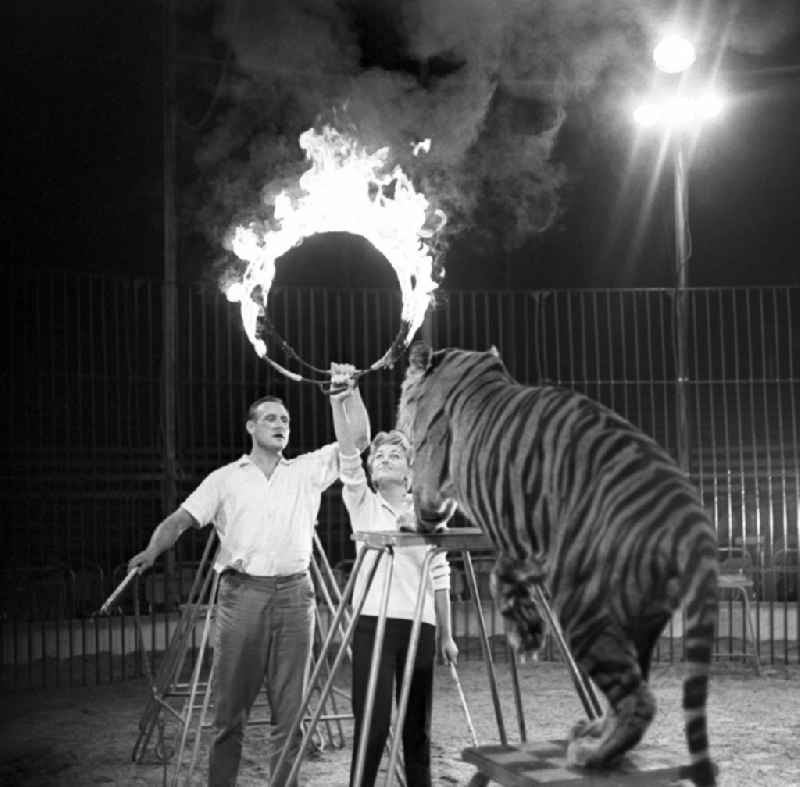 Actress Christine Laszar and Rudolf Born at the rehearsal for the tiger dressage for the celebrity night at Circus Olympia in Berlin Eastberlin on the territory of the former GDR, German Democratic Republic