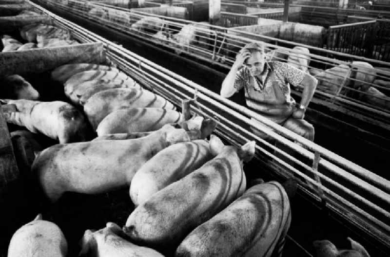 Schweinemast LPG I
Schweinemeister Schiefelbein