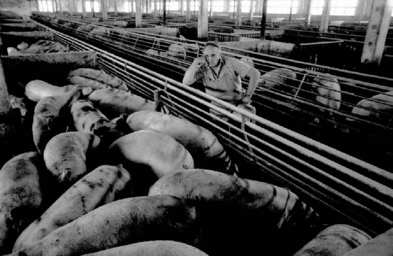 Schweinemast LPG I
Schweinemeister Schiefelbein
