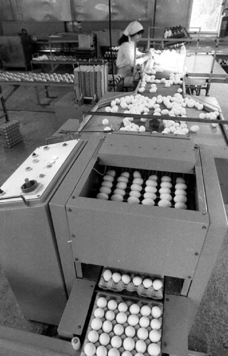 23.10.1985
Maschine für die Verpackung von Eiern

Umschlagnr.: 11