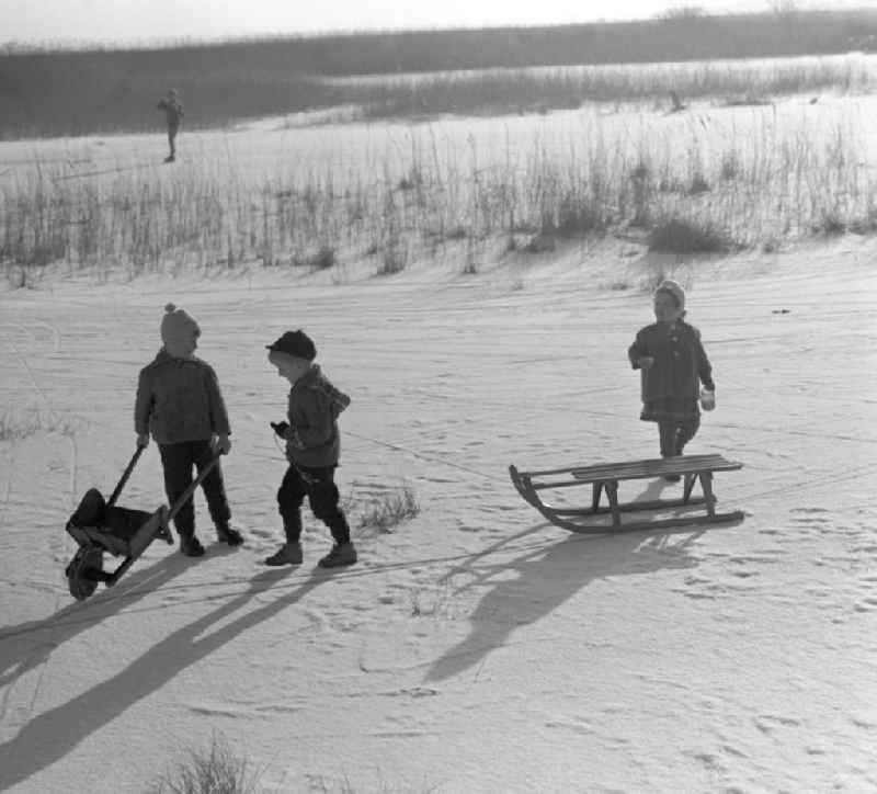 Im Ostseebad Ahrenshoop vergnügen Kinder sich mit Schubkarre und Schlitten im Schnee.