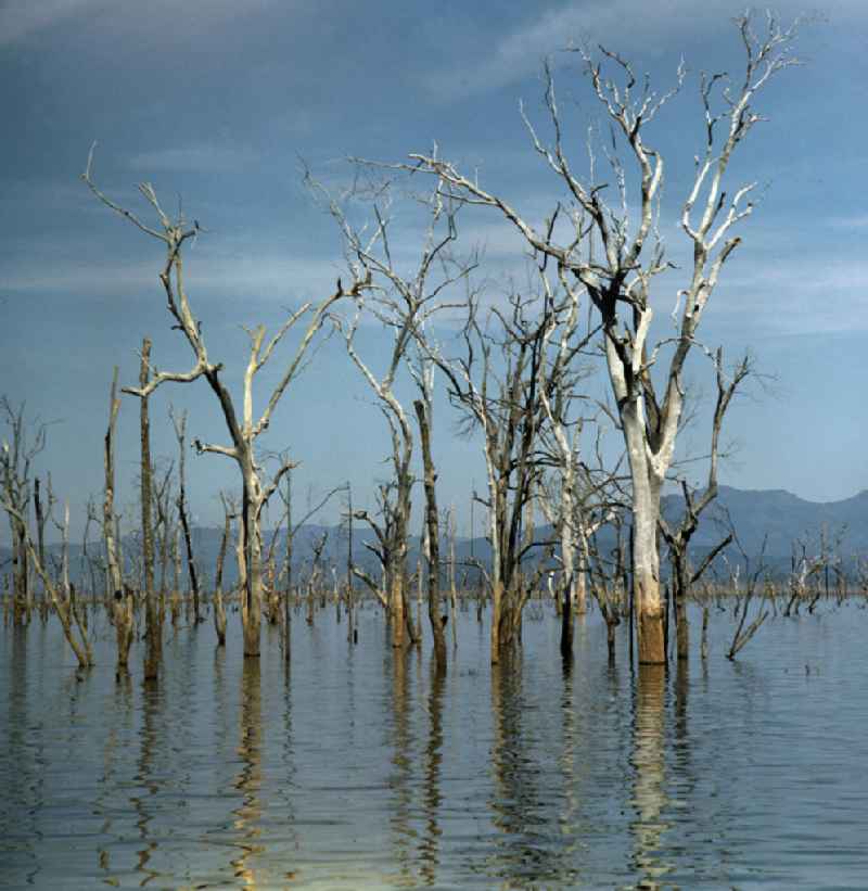 Baumstämme ragen aus dem Nam-Ngum-Stausee in der Demokratischen Volksrepublik Laos. Der mit der Fertigstellung des Staudamms im Jahr 1971 entstandene gleichnamige See Ang Nam Ngum bildete ein Natur-Reservoir, in dem heute die Einheimischen v.a. vom Tourismus und von den Holzvorräten, die Anfang der 7