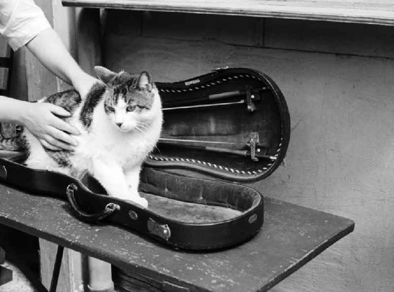 A cat sits in a violin case in Arnstadt in the federal state Thuringia in the area of the former GDR, German democratic republic