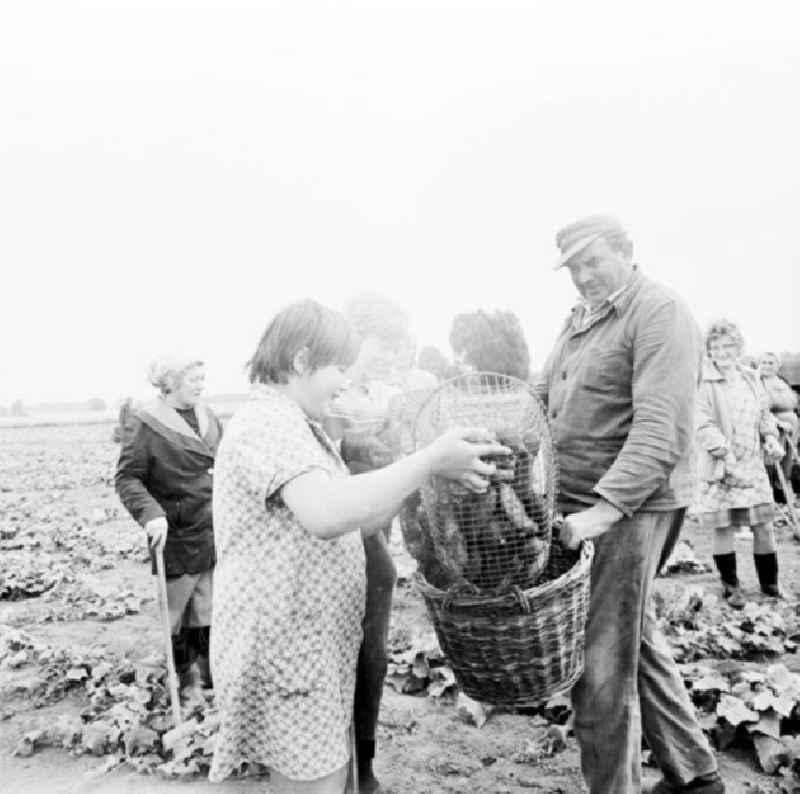 August 1969
Landwirtschaft:
Das ganze Dorf macht mit.