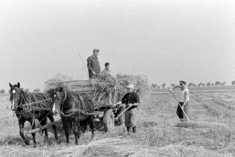 Hay transport with a cart during straw harvesting in a field in Bueckwitz, Brandenburg in the territory of the former GDR, German Democratic Republic