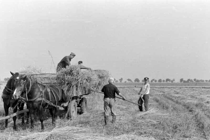 Hay transport with a cart during straw harvesting in a field in Bueckwitz, Brandenburg in the territory of the former GDR, German Democratic Republic