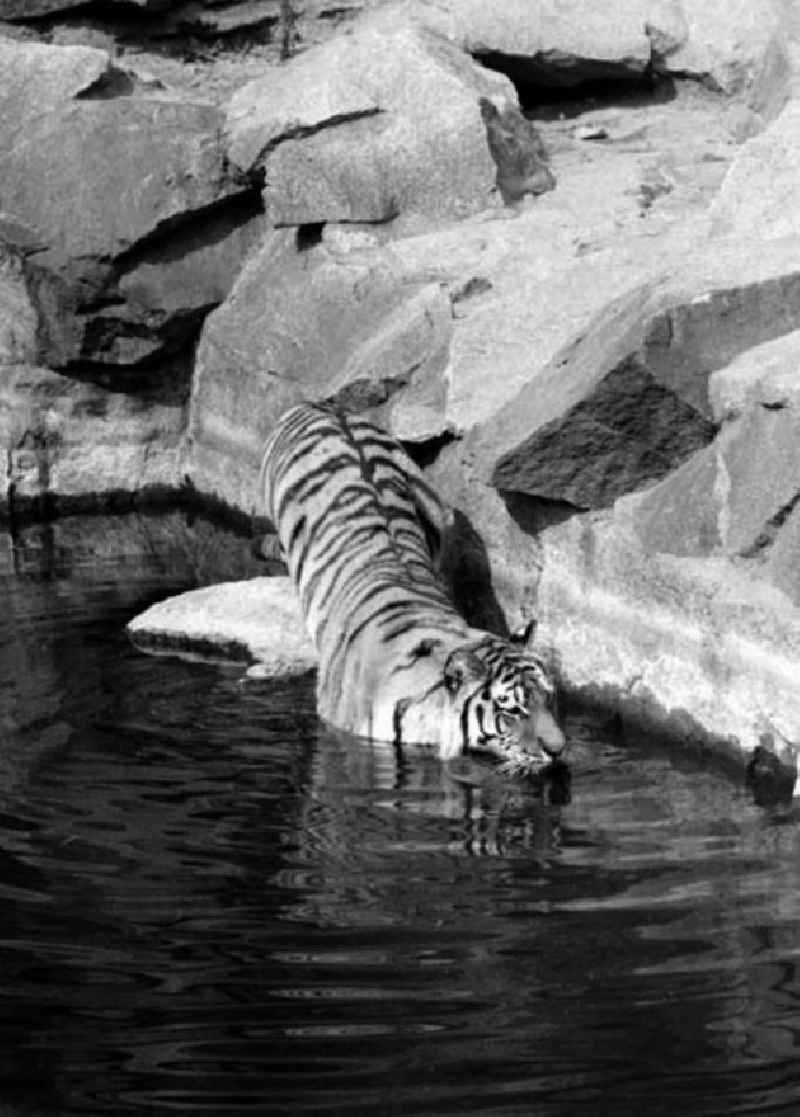August 1973 Tiger im Tierpark.