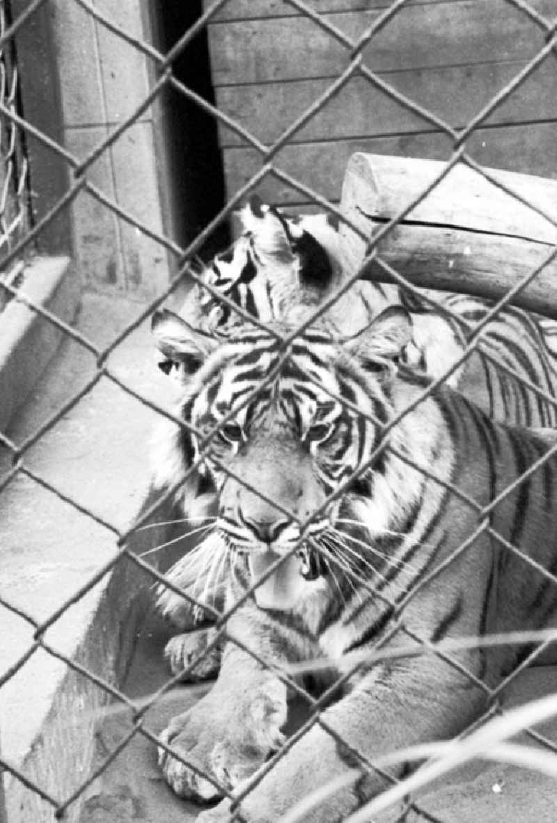 August 1973 Tiger im Tierpark.