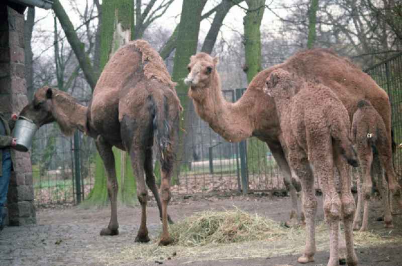 Tierpark Berlin. Im Bild: Dromedar / Kamel mit Jungtier. Im Hintergrund füttert ein Pfleger ein anderes Tier.