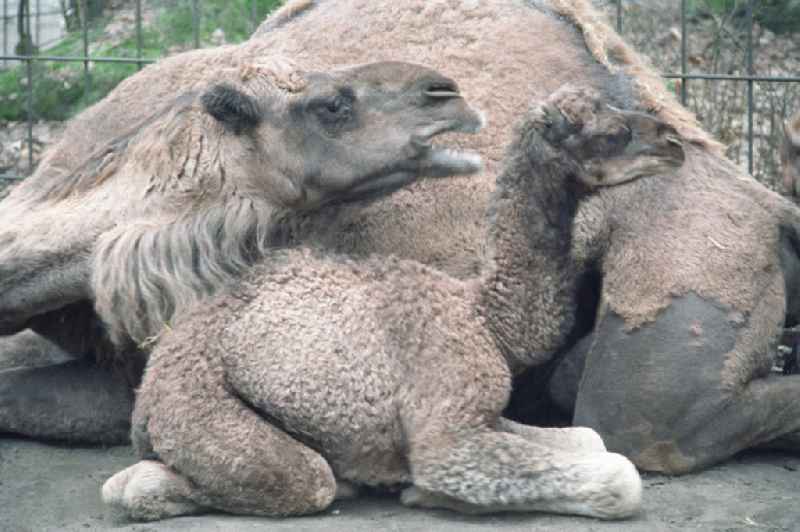 Kamele / Dromedare im Tierpark Berlin Friedrichsfelde; Jungtier lagert bei seiner Mutter.
