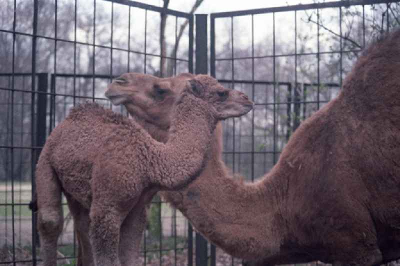 Kamele / Dromedare im Tierpark Berlin Friedrichsfelde. Ein Jungtier steht vor seiner Mutter.