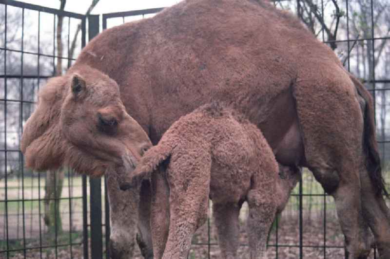 Kamele / Dromedare im Tierpark Berlin Friedrichsfelde. Ein Jungtier wird von seiner Mutter gesäugt.