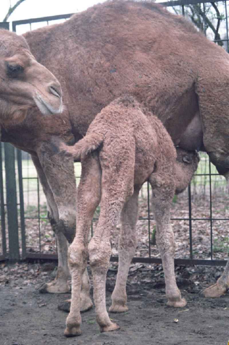 Kamele / Dromedare im Tierpark Berlin-Friedrichsfelde. Ein Jungtier wird von seiner Mutter gesäugt.