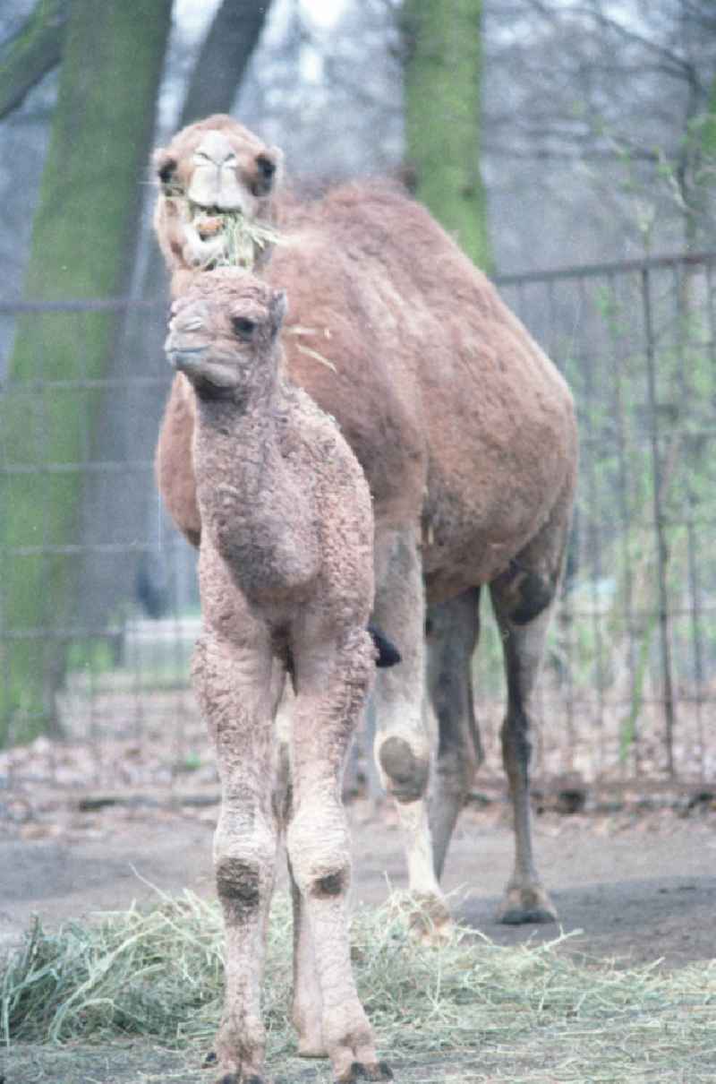 Kamele / Dromedare im Tierpark Berlin-Friedrichsfelde. Ein Jungtier steht vor seiner Mutter.
