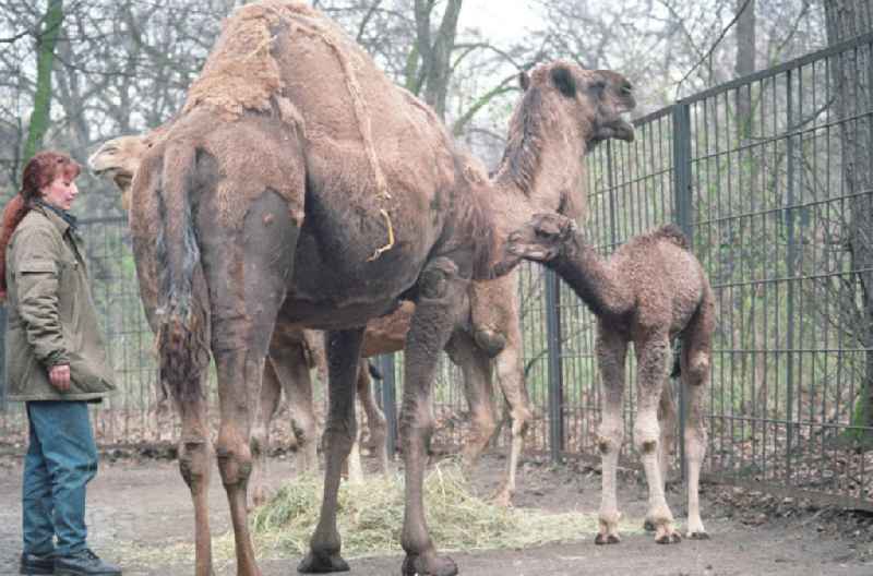 Kamele / Dromedare mit Pflegerin im Tierpark Berlin-Friedrichsfelde.
