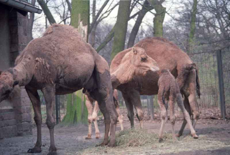 Kamele / Dromedare im Tierpark Berlin-Friedrichsfelde.