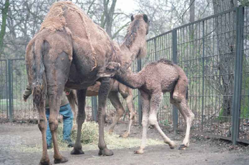 Kamele / Dromedare im Tierpark Berlin-Friedrichsfelde, Seitenansicht eines Jungtieres.