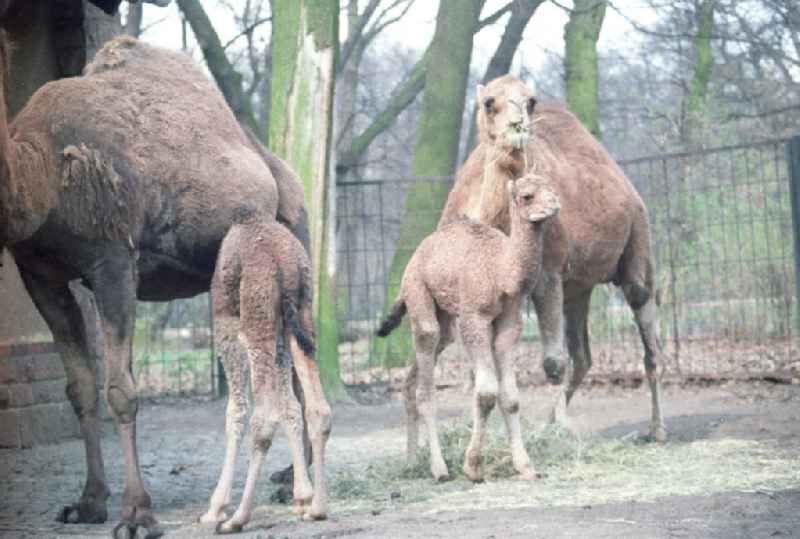 Kamele / Dromedare im Tierpark Berlin-Friedrichsfelde, zwei Jungtiere mit ihren Muttertieren.
