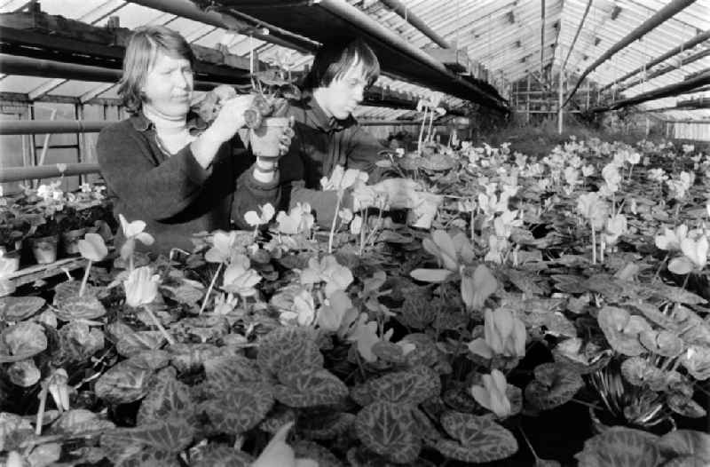 Arbeiter im Gewächshaus einer Gärtnerei in Berlin-Köpenick. Arbeiter vor Begonien. Begonien (Begonia), auch Schiefblatt genannt, sind eine Gattung aus der Familie der Schiefblattgewächse (Begoniaceae).