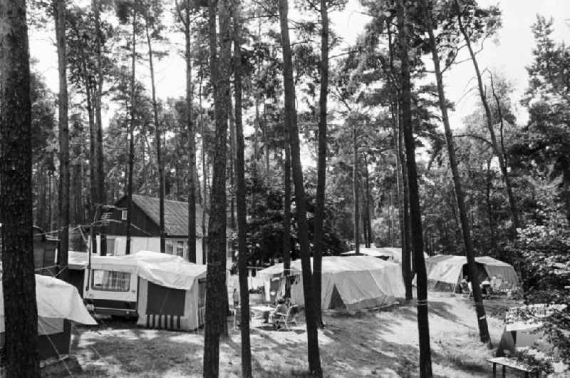 Urlaub auf dem Campingplatz am Zeuthener See in Berlin-Schmöckwitz. Blick vorbei an Nadelbäumen / Fichten auf Zelte, Wohnwagen und einen Bungalow.