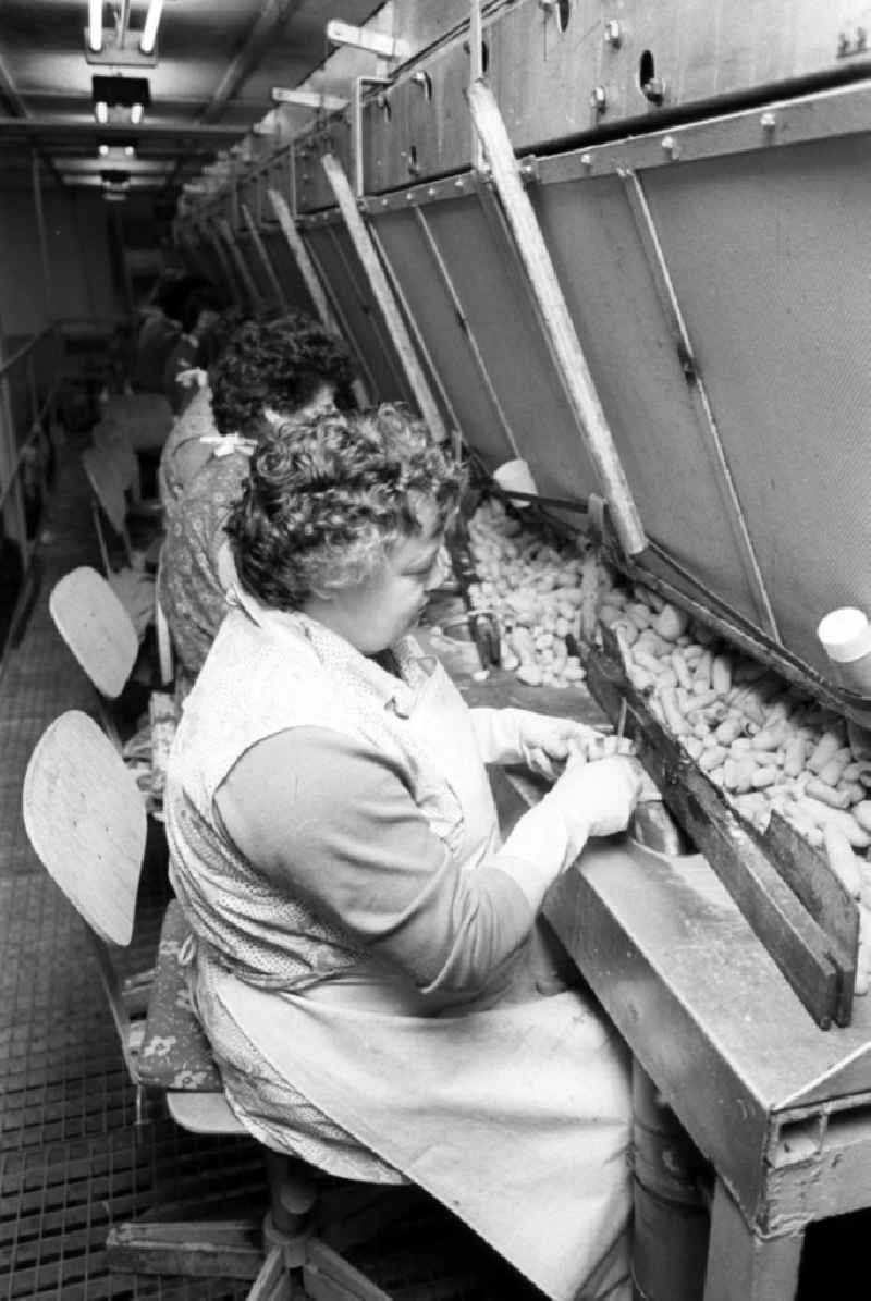 Gemüse wird in der LPG '1. Mai' in Berlin-Wartenberg von Frauen vor der Verpackung geputzt und verarbeitet.
