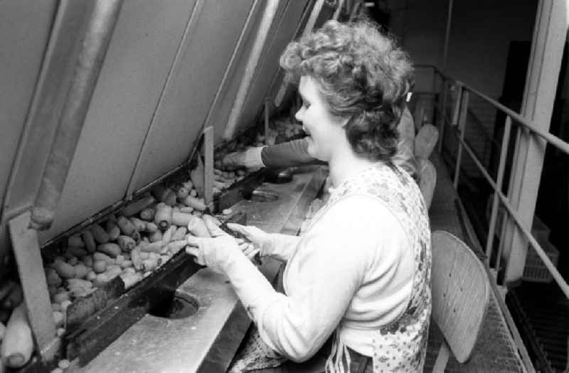 Gemüse wird in der LPG '1. Mai' in Berlin-Wartenberg von Frauen vor der Verpackung geputzt und verarbeitet.