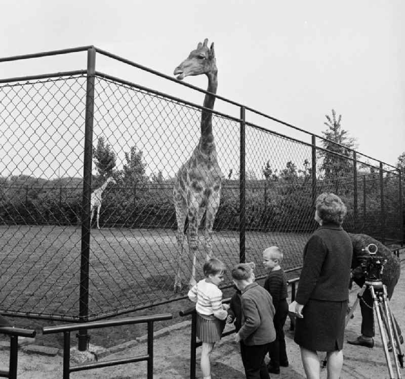 Besucher betrachten die Giraffen im Berliner Tierpark Friedrichsfelde. Der Tierpark ist mit 160 Hektar Fläche der größte Landschaftstiergarten in Europa. Als Basis für den Aufbau des Tierparks diente 1955 der von Peter Joseph Lenné 1821 umgestaltete 6