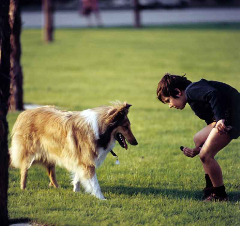 Ein Junge übt in einem Berliner Park mit seinem Hund Kunststücke. Auch in der DDR kannte jedes Kind den Kult-Collie 'Lassie' und träumte davon, einen solchen Hund zu besitzen.