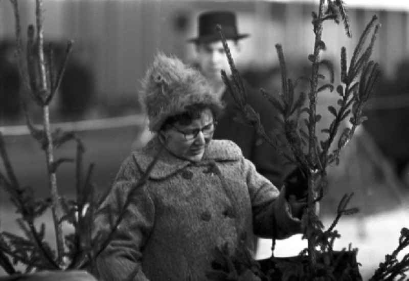 Eine Frau betrachtet beim Weihnachtsbaumverkauf einen eher spärlich bewachsenen Baum. Gut gewachsene Weihnachtsbäume mit vollen Zweigen gehörten in der DDR zur Mangelware - manche Familien kauften gleich zwei Bäume, um daraus einen schönen Baum mit vielen Zweigen zu 'konstruieren'.