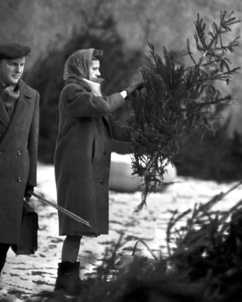 Eine Frau betrachtet beim Weihnachtsbaumverkauf einen eher spärlich bewachsenen Baum, aufgenommen im Winter 1963 in Berlin. Gut gewachsene Weihnachtsbäume mit vollen Zweigen gehörten in der DDR zur Mangelware - manche Familien kauften gleich zwei Bäume, um daraus einen schönen Baum mit vielen Zweigen zu 'konstruieren'.