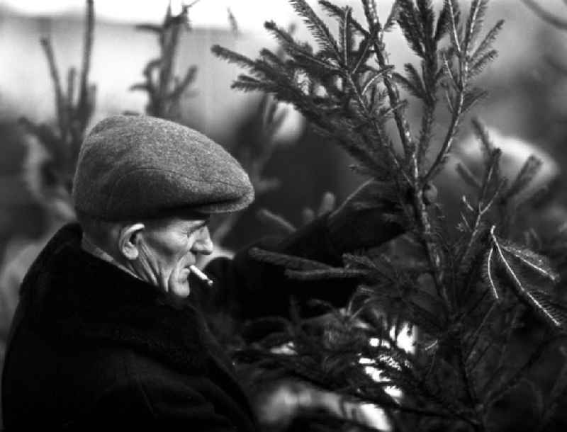 Ein Mann betrachtet beim Weihnachtsbaumverkauf einen eher spärlich bewachsenen Baum, aufgenommen im Winter 1963 in Berlin. Gut gewachsene Weihnachtsbäume mit vollen Zweigen gehörten in der DDR zur Mangelware - manche Familien kauften gleich zwei Bäume, um daraus einen schönen Baum mit vielen Zweigen zu 'konstruieren'.