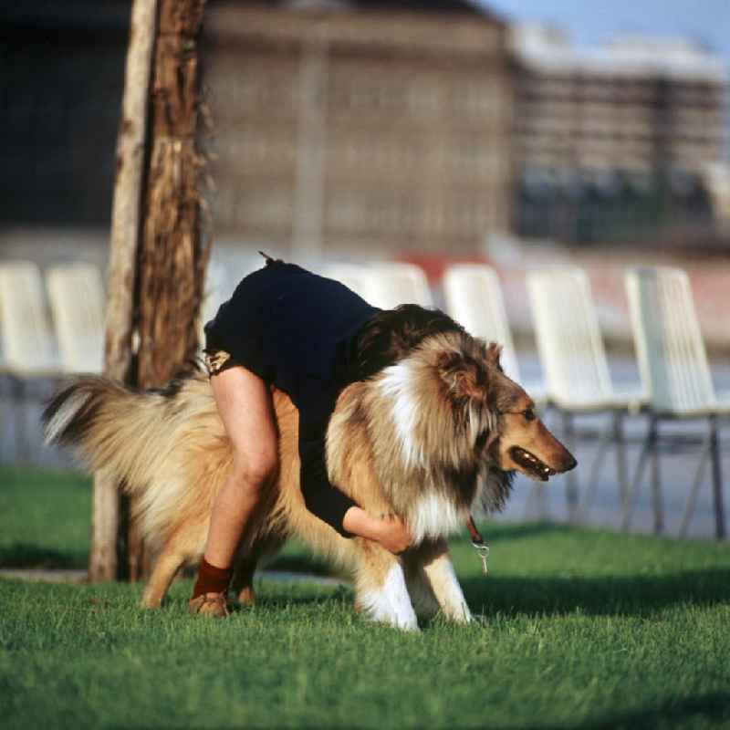 Ein Junge sitzt auf dem Rücken seines Hundes auf einer Rasenfläche am Berliner Fernsehturm. Auch in der DDR kannte jedes Kind den Kult-Collie 'Lassie' und träumte davon, einen solchen Hund zu besitzen.