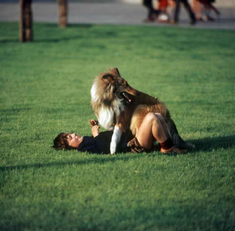 Ein Junge spielt auf einer Rasenfläche am Berliner Fernsehturm mit seinem Hund. Auch in der DDR kannte jedes Kind den Kult-Collie 'Lassie' und träumte davon, einen solchen Hund zu besitzen.