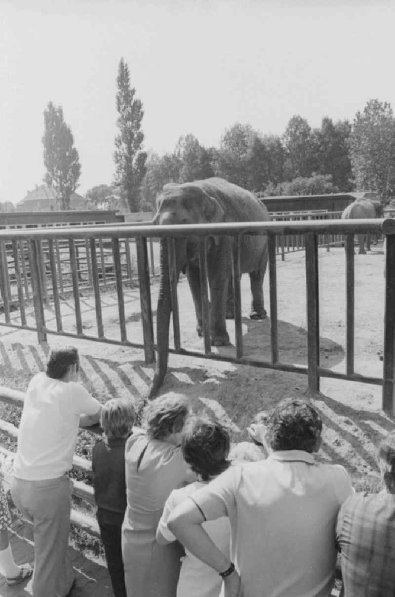 Visitors in the Tierpark Berlin at the elephant enclosure in Berlin, the former capital of the GDR, the German Democratic Republic