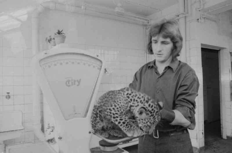 A zookeeper at the Tierpark Berlin - Friedrichsfelde cradling a baby leopard on a balance in Berlin, the former capital of the GDR, the German Democratic Republic