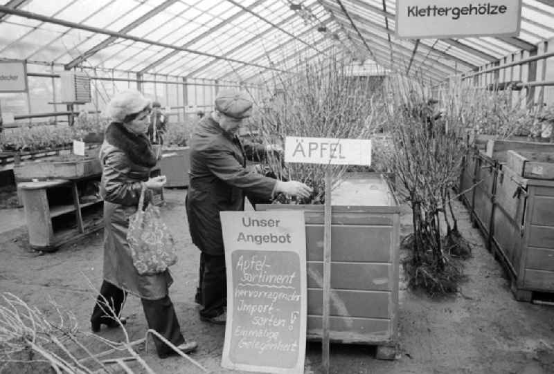 Autumn sales of young apple trees and other plants in the nursery garden Spaeth in Berlin, the former capital of the GDR, German democratic republic