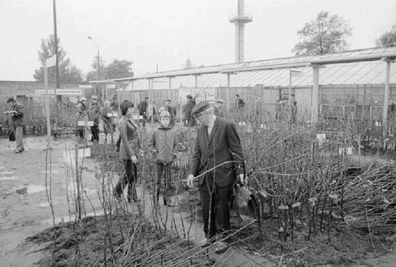 Autumn sales of young shrubs, woods and other plants in the nursery garden Spaeth in Berlin, the former capital of the GDR, German democratic republic